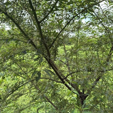 山胡椒*木姜子现摘，干木姜子