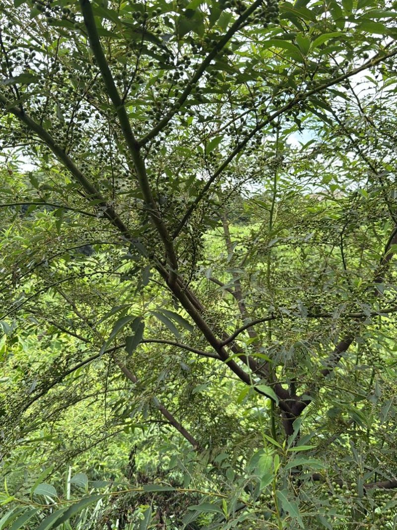 山胡椒*木姜子现摘，干木姜子