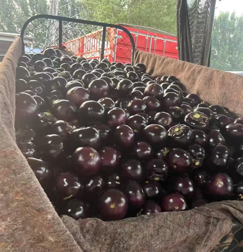 紫光圆茄大量有货随到随装长期供应欢迎来电洽谈合作