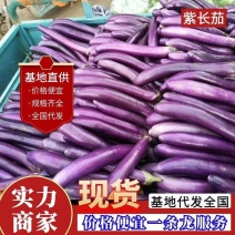 《紫长茄》紫茄子&山东紫长茄/现货供应/全国发货一条龙