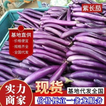 《紫长茄》紫茄子&山东紫长茄/现货供应/全国发货一条龙