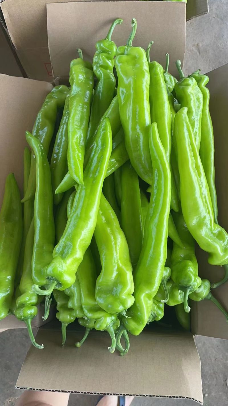 精品尖椒走市场电商食堂大量有货