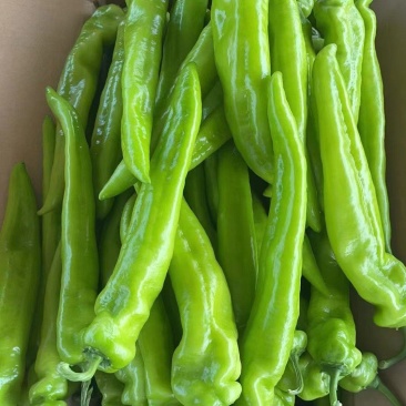 精品尖椒走市场电商食堂大量有货