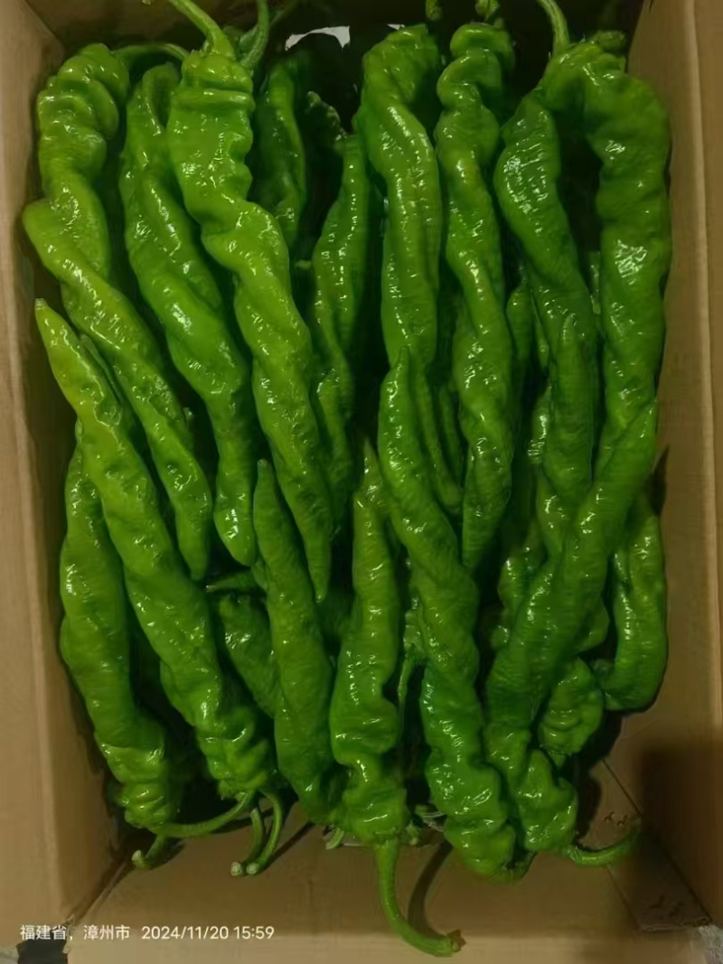 精品尖椒走市场电商食堂大量有货