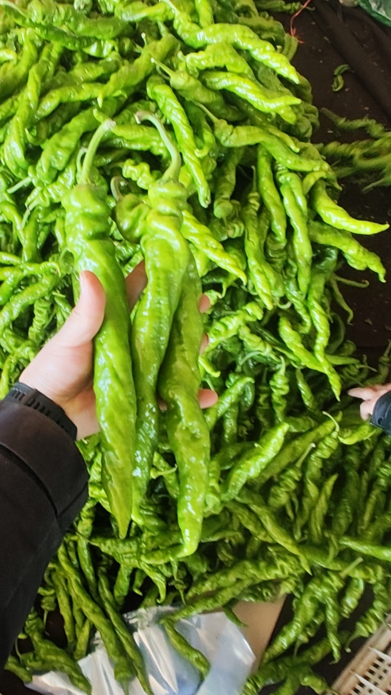 精品尖椒走市场电商食堂大量有货