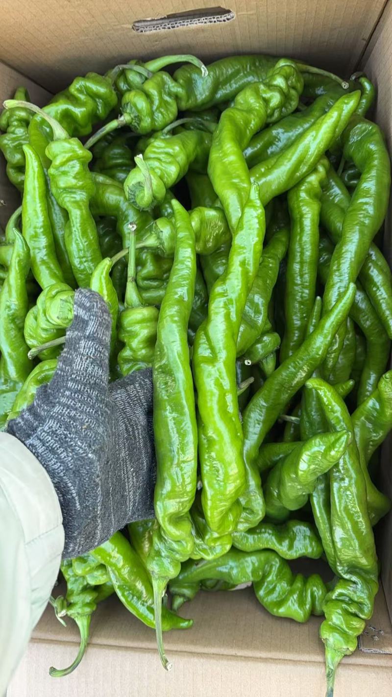 精品尖椒走市场电商食堂大量有货