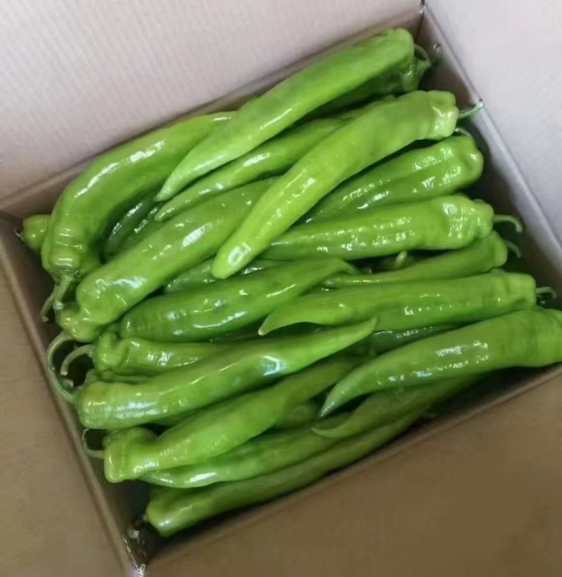 精品尖椒走市场电商食堂大量有货