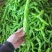 精品尖椒走市场电商食堂大量有货