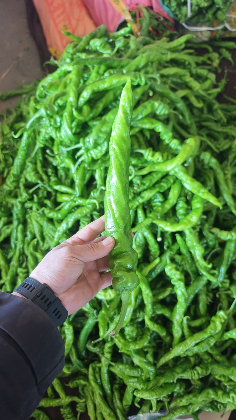 精品尖椒走市场电商食堂大量有货