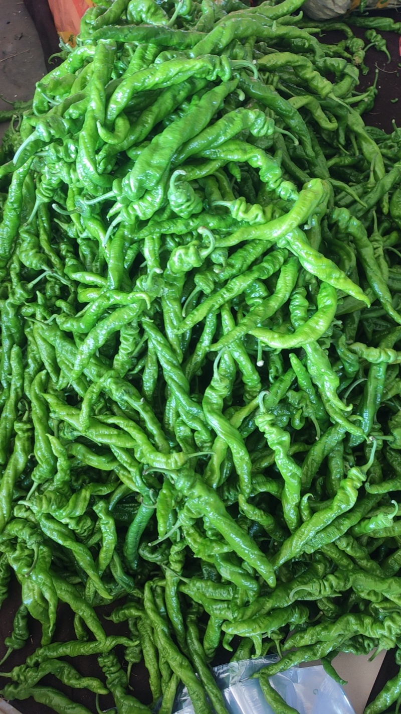 精品尖椒走市场电商食堂大量有货