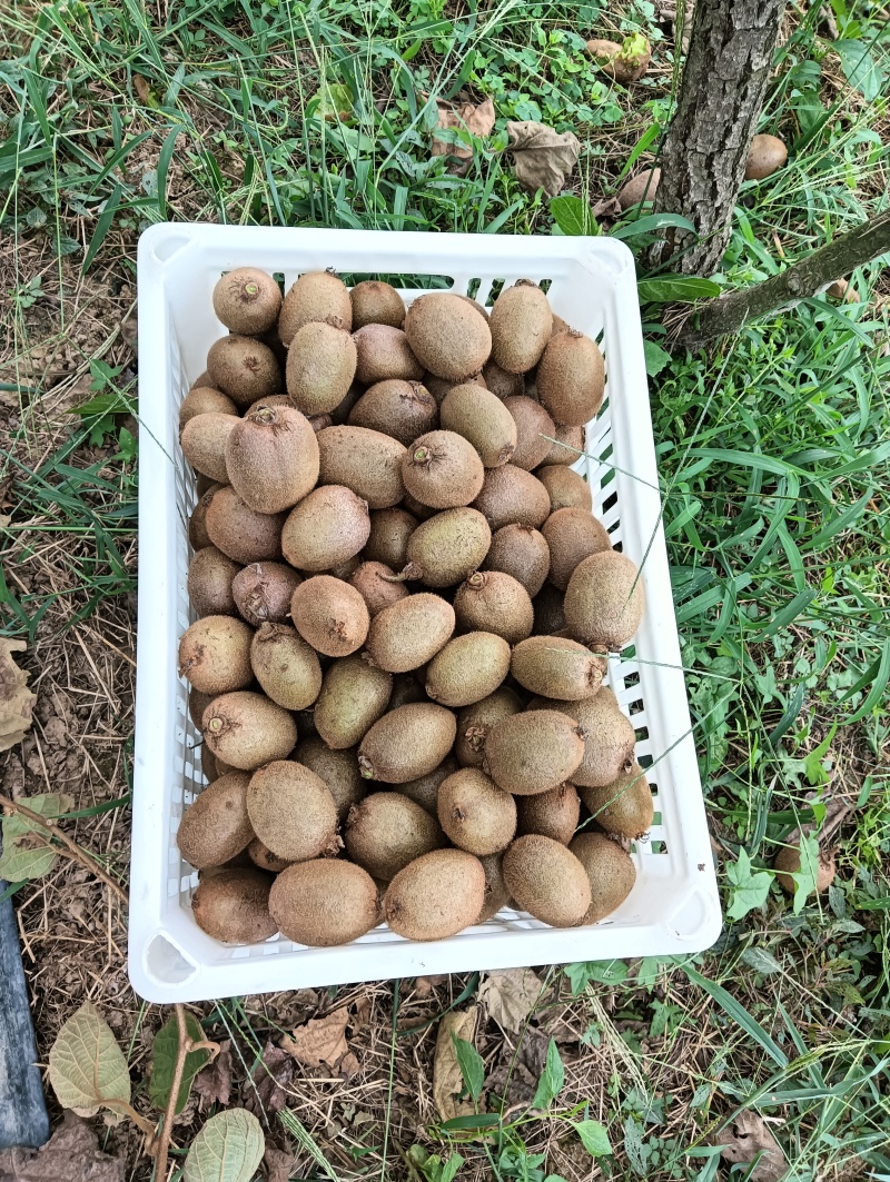 翠香猕猴桃
