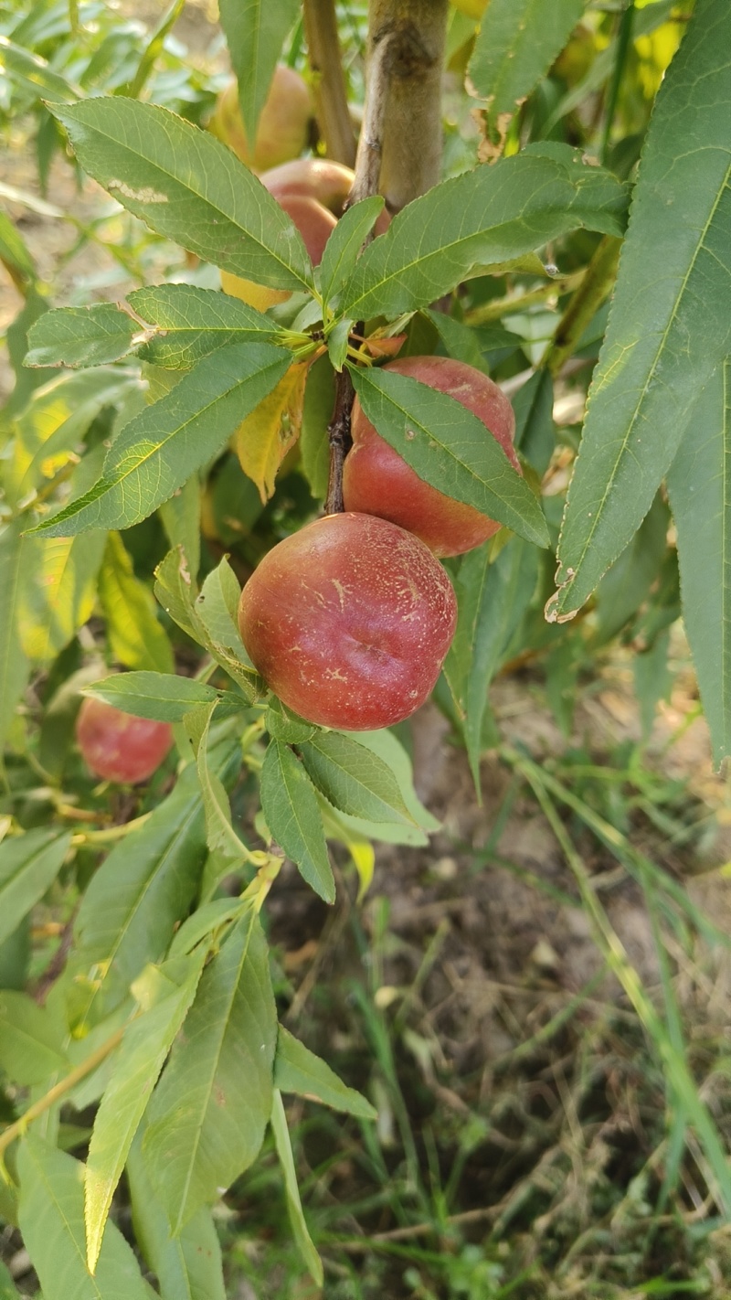 珍珠枣油桃五号，脆甜黄肉离核