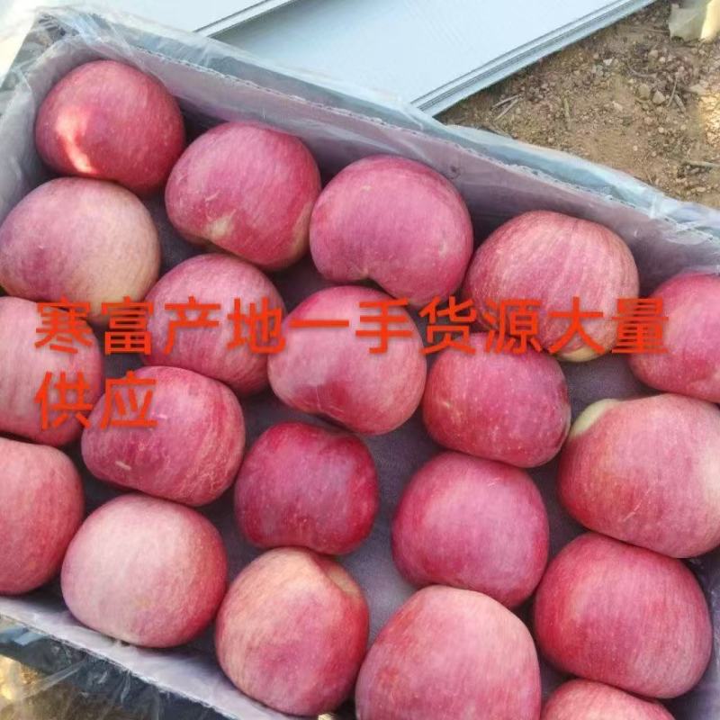 【寒富苹果】高山寒富士/产地大量上市/现摘现发/全国发货