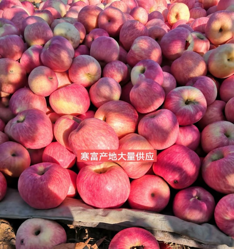 精品《寒富苹果》绥中高山寒富士/货源充足规格齐全全国发货