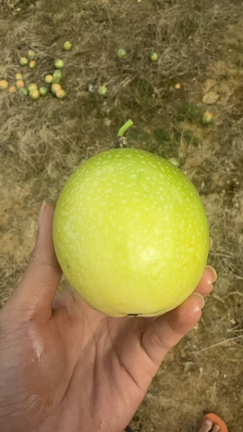 云南高山钦蜜9号黄金百香果