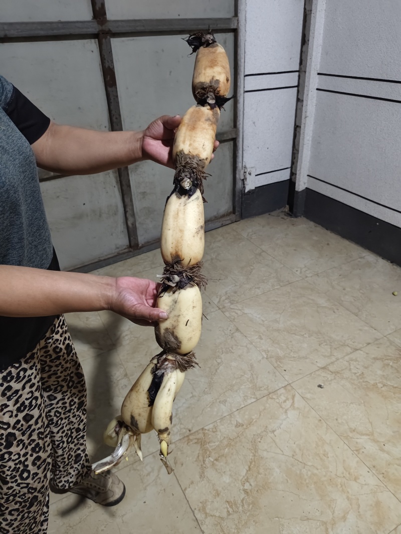 江苏徐州睢宁县莲藕