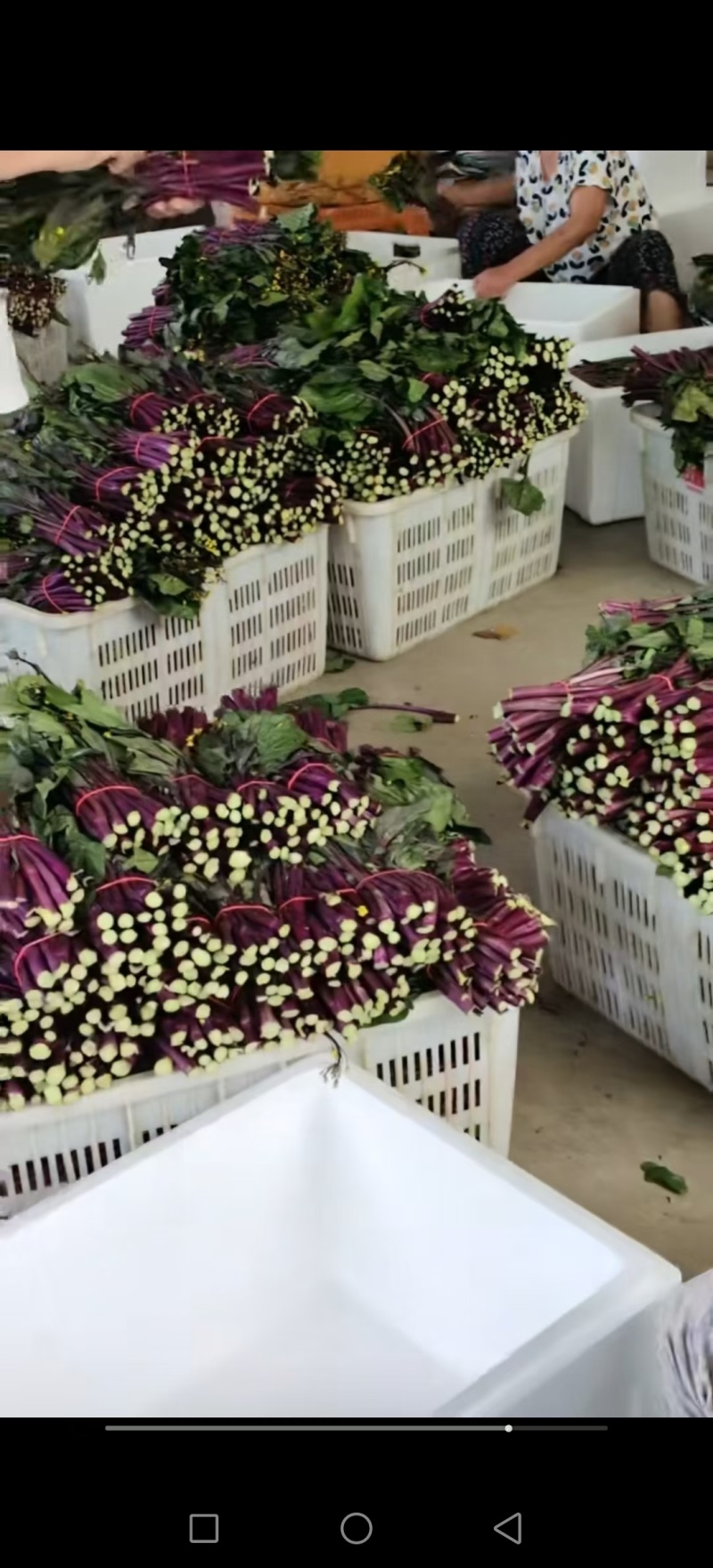 红菜苔种子小叶亮红早熟红菜苔杂交一代品种味甜品质优