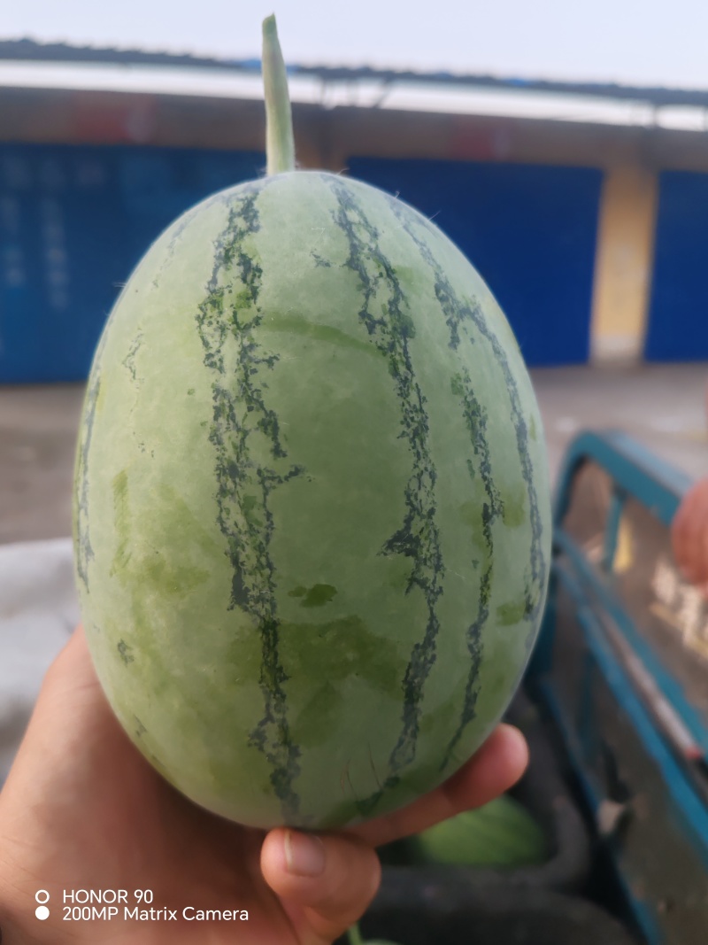 精品小吊瓜，产地直销，全国供货，实力代办，诚信经营