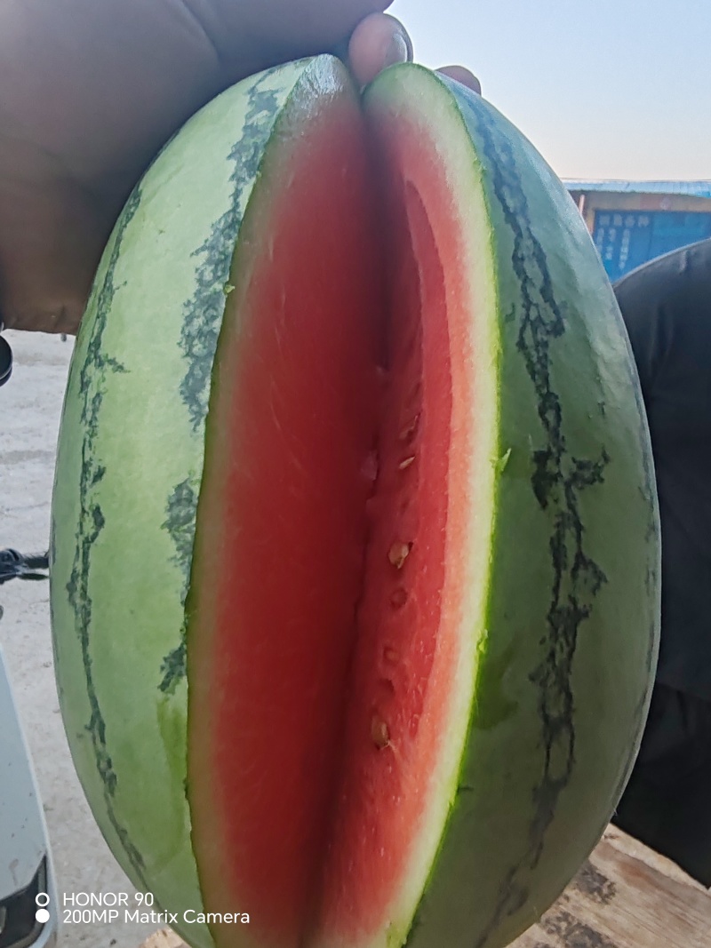 精品小吊瓜，产地直销，全国供货，实力代办，诚信经营