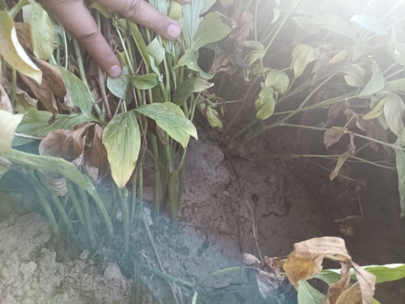 白芍鲜根芽头5年货20亩。商丘睢阳区。只接TEL