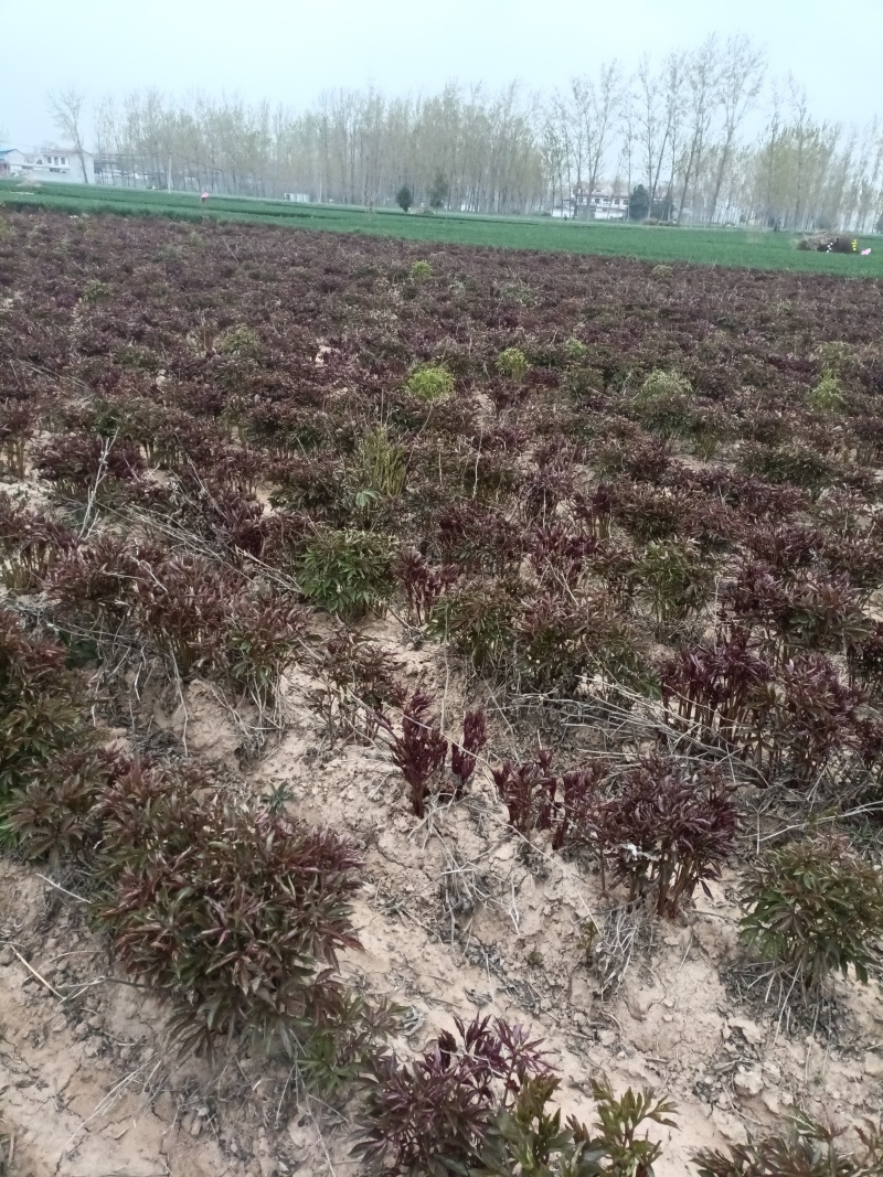 白芍鲜根芽头5年货20亩。商丘睢阳区。只接TEL
