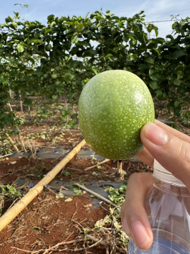 百香果