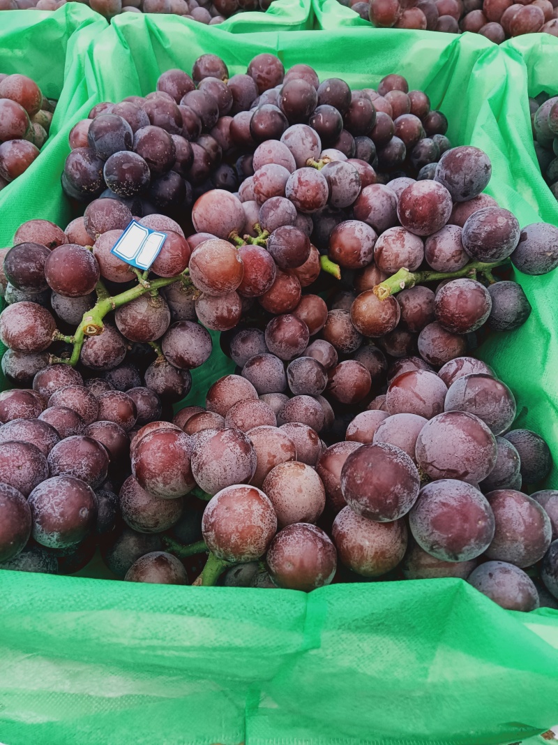 乒乓球滕忍露天货葡萄团购电商市场货精品二级果