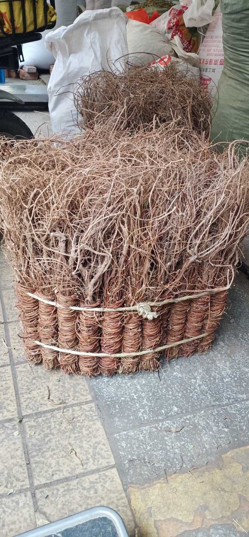 鸡骨草