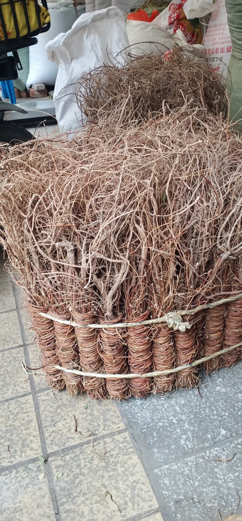 鸡骨草
