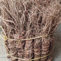 鸡骨草