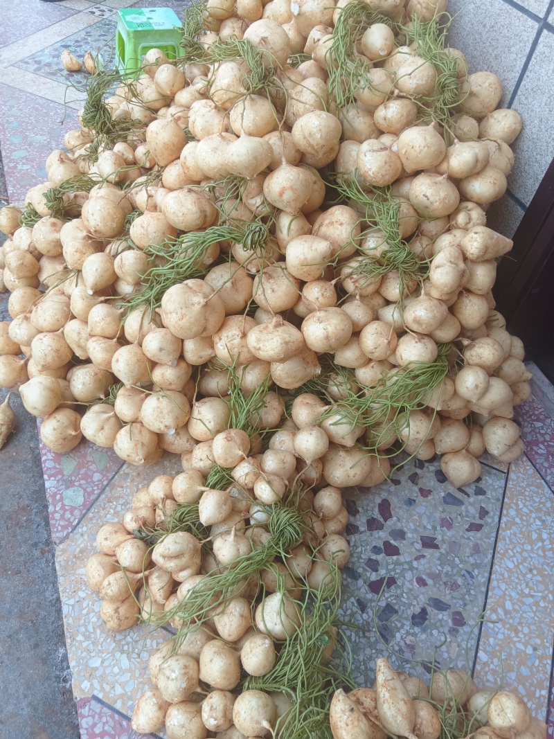 全州凉薯