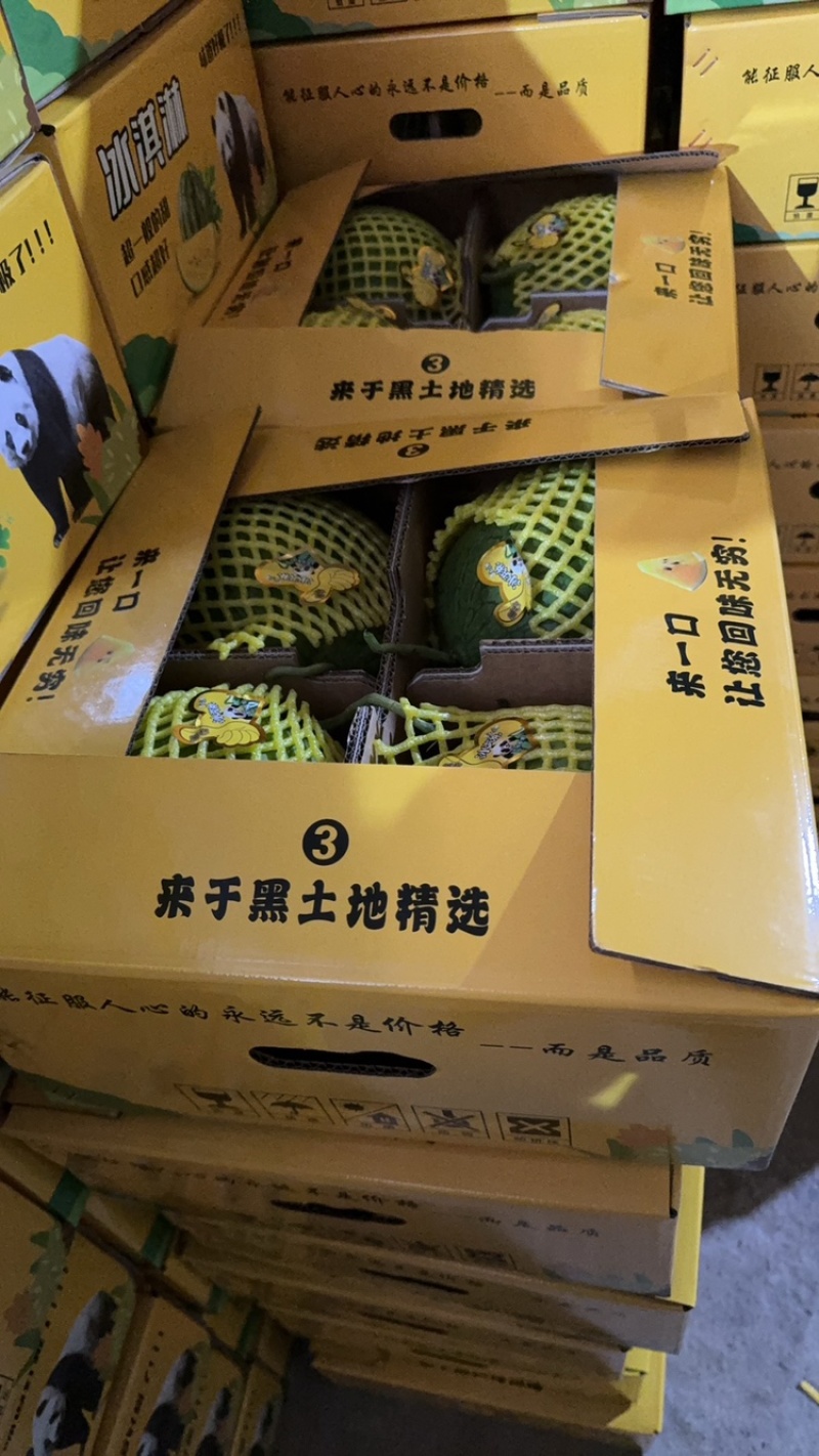 特小凤西瓜