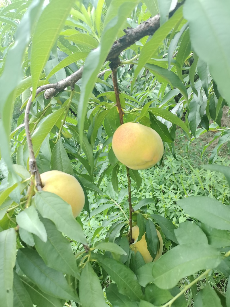 锦绣黄桃