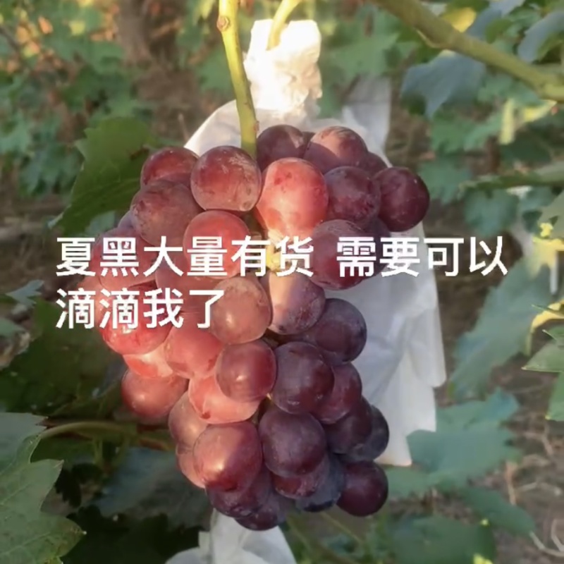 夏黑