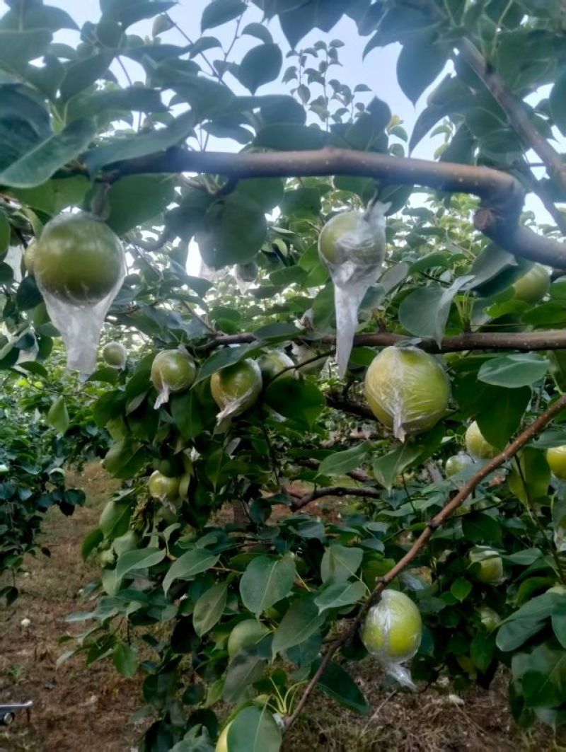 膜袋皇冠梨