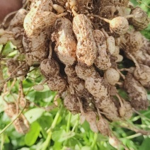 新鲜花生