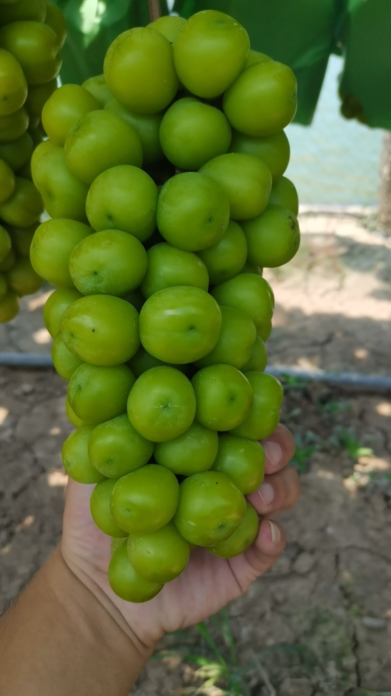 阳光玫瑰葡萄