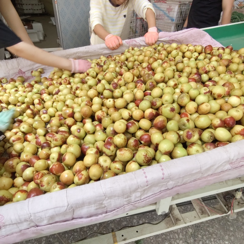 庙上冰糖甜冬枣，现摘现发，品质**