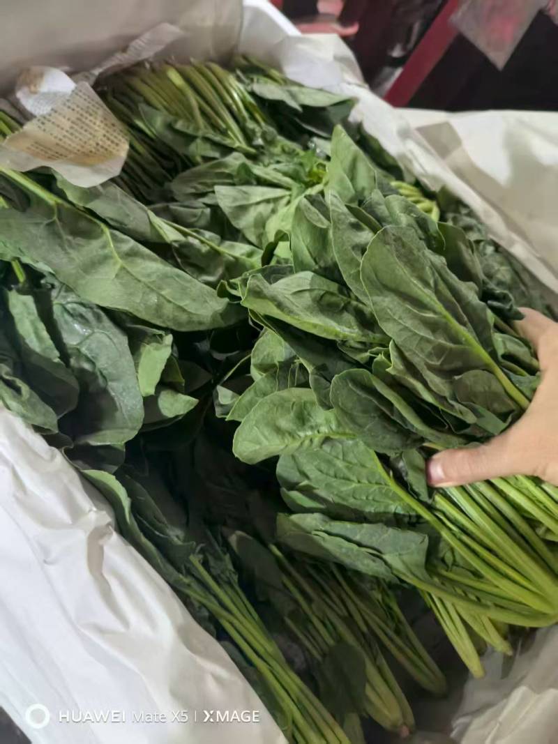精品菠菜
