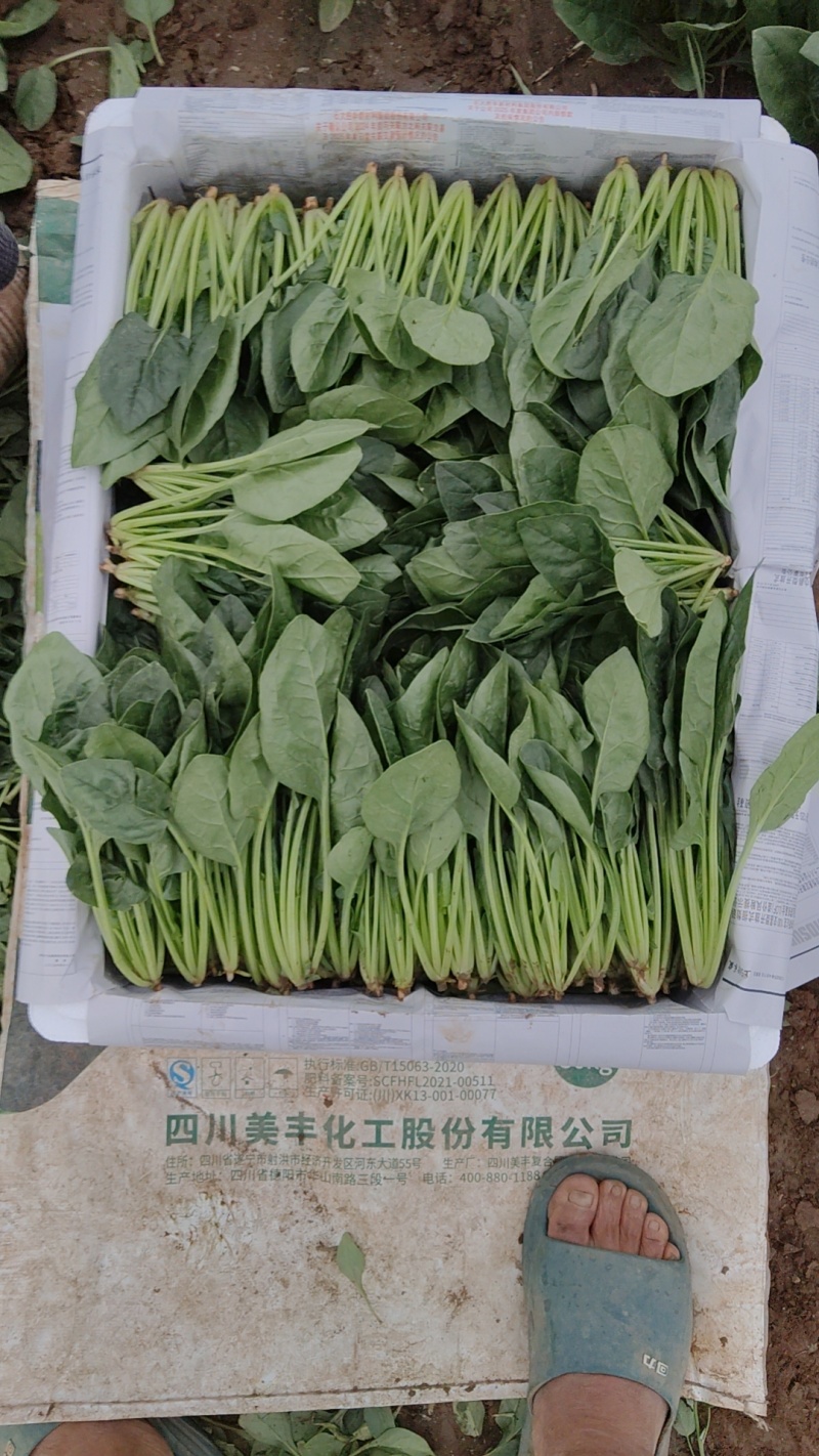 精品菠菜