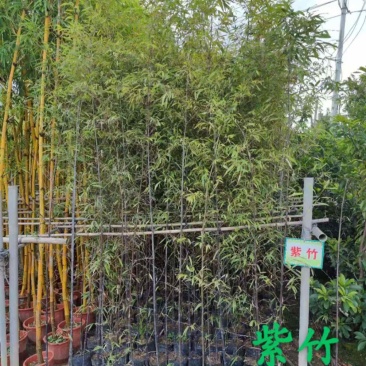 金镶竹琴丝竹孝顺竹刚竹紫竹
