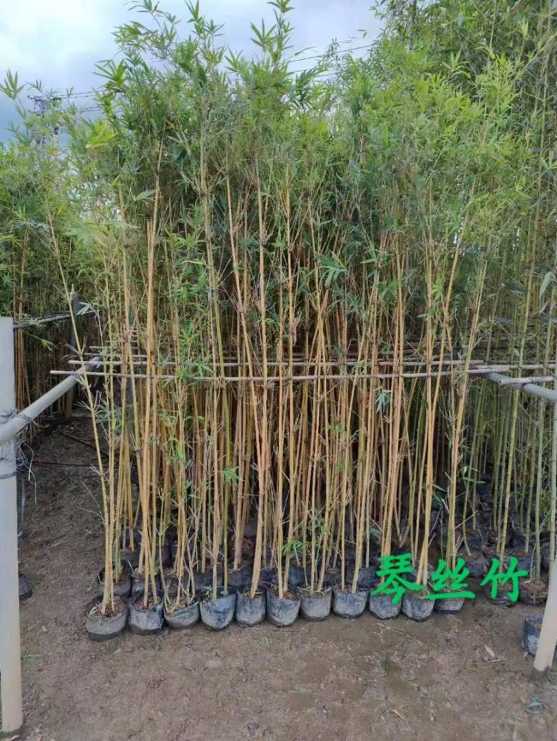 金镶竹琴丝竹孝顺竹刚竹紫竹