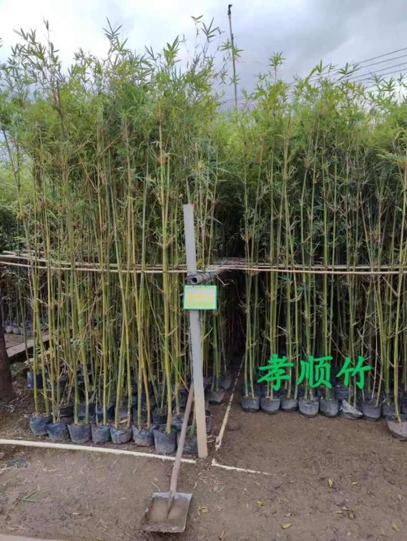 金镶竹琴丝竹孝顺竹刚竹紫竹