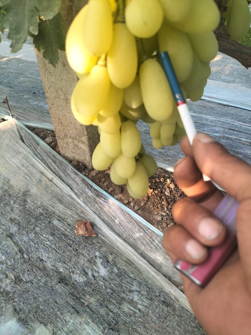 新品上市金蜜葡萄品质好糖度高价格美丽