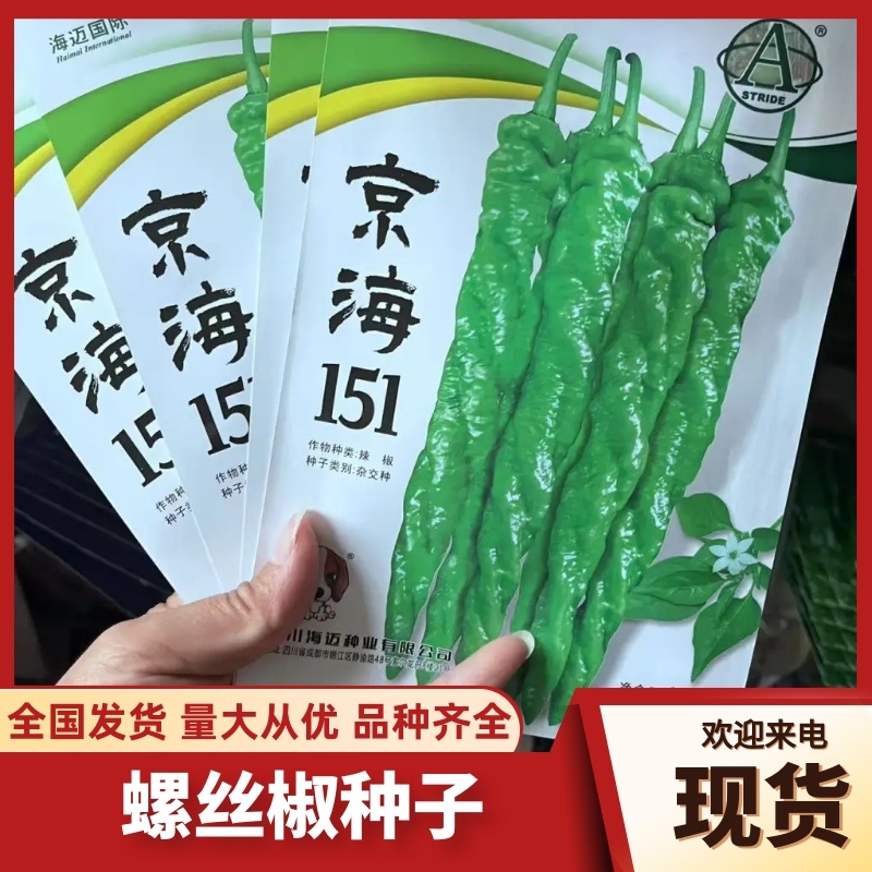 辣椒种子，全螺麻面品质型螺丝椒中早熟，青果绿色