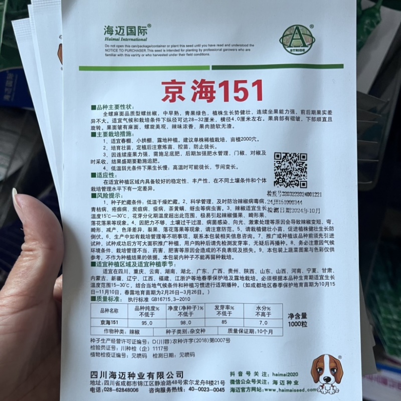 辣椒种子，全螺麻面品质型螺丝椒中早熟，青果绿色