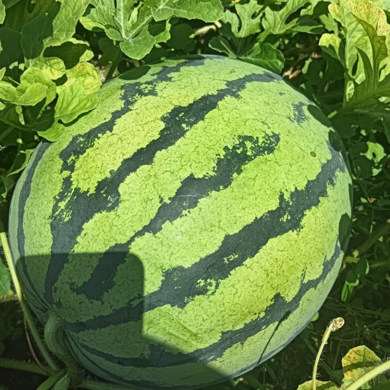 美都麒麟西瓜