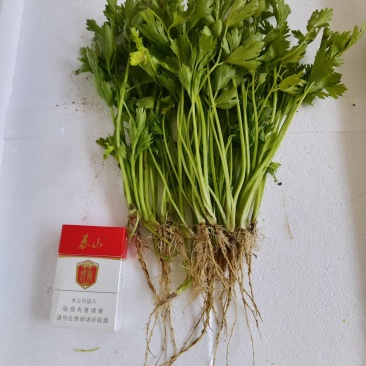 法国皇后芹菜苗，首地地头茬苗，颗颗苗壮。