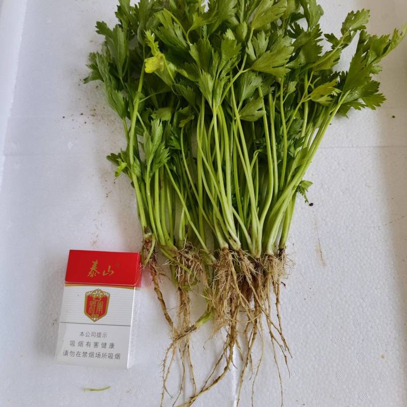法国皇后芹菜苗，首地地头茬苗，颗颗苗壮。