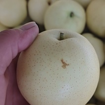 大量出售皇冠梨二级梨